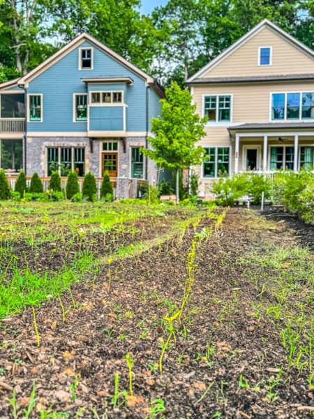 new seedlings planted at Pendergrast Farm