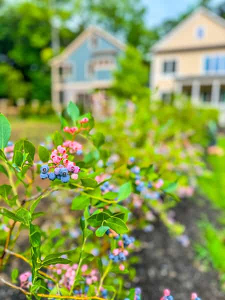 flowers growing at Pendergrast Farm